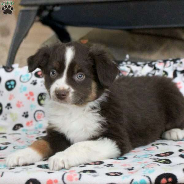 Sparky, Miniature Australian Shepherd Puppy
