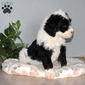 Sparky, Mini Bernedoodle Puppy