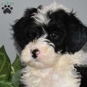 Sparky, Mini Bernedoodle Puppy