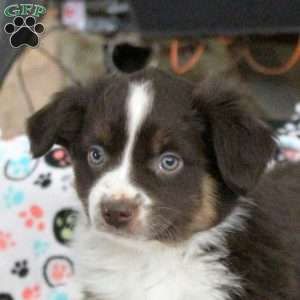 Sparky, Miniature Australian Shepherd Puppy