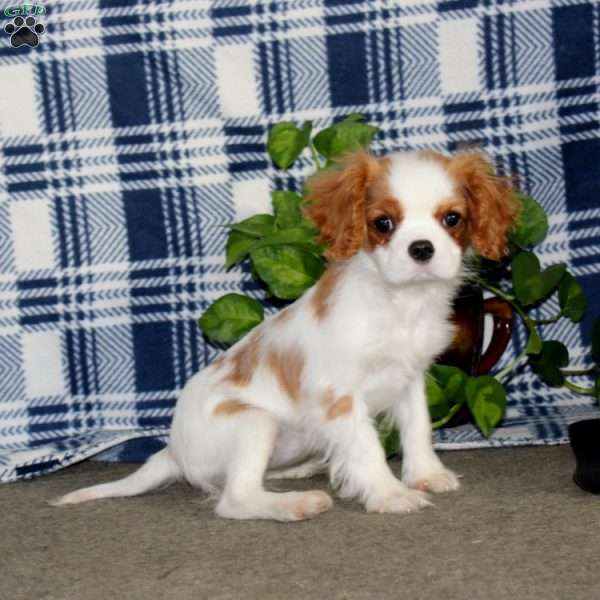 Special Babe, Cavalier King Charles Spaniel Puppy