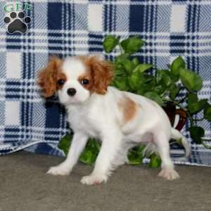 Special Babe, Cavalier King Charles Spaniel Puppy