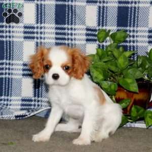 Special Babe, Cavalier King Charles Spaniel Puppy