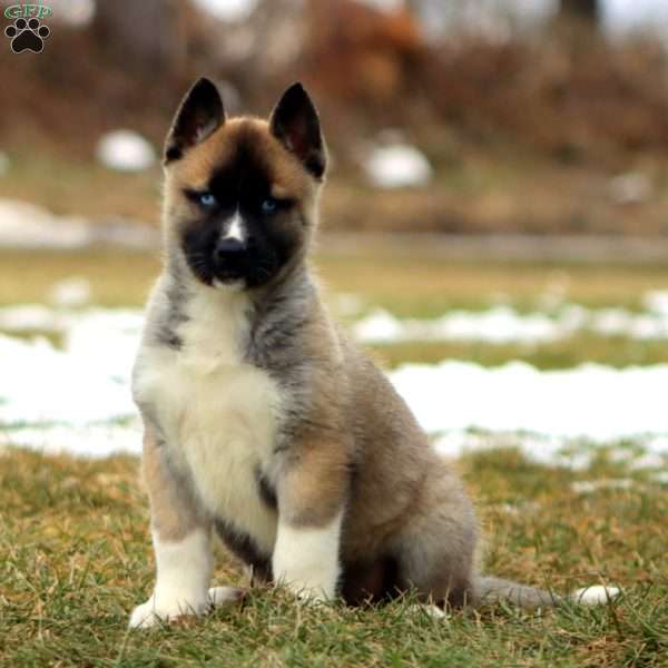 Spice, Akita Mix Puppy