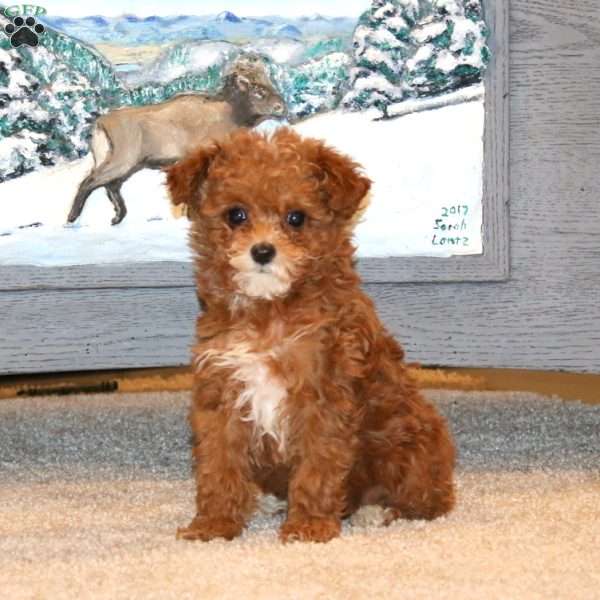 Spice, Toy Poodle Puppy