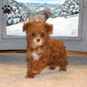 Spice, Toy Poodle Puppy