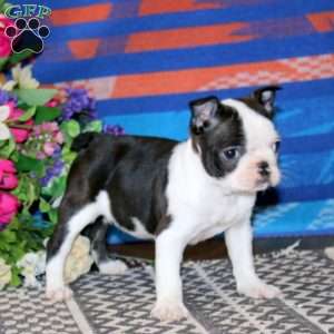 Spice, Frenchton Puppy