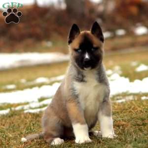 Spice, Akita Mix Puppy