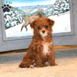 Spice, Toy Poodle Puppy
