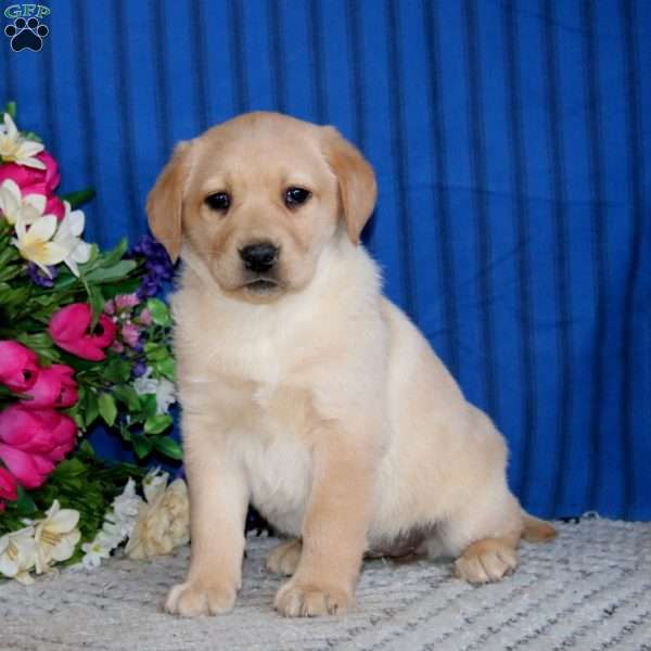Splash, Fox Red Labrador Retriever Puppy