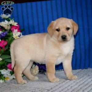 Splash, Fox Red Labrador Retriever Puppy