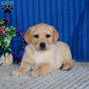 Splash, Fox Red Labrador Retriever Puppy