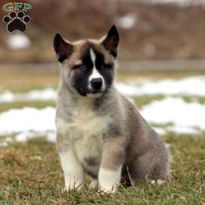 Sport, Akita Mix Puppy