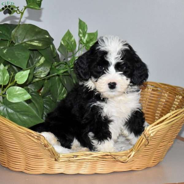 Spot, Mini Bernedoodle Puppy