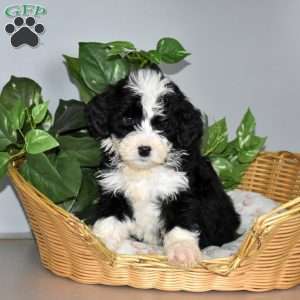 Spot, Mini Bernedoodle Puppy