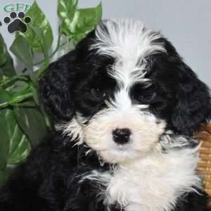 Spot, Mini Bernedoodle Puppy