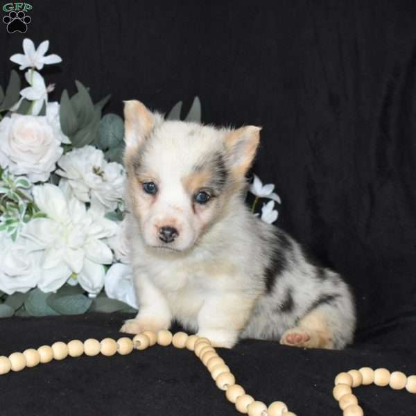 Sprinkles, Pembroke Welsh Corgi Puppy