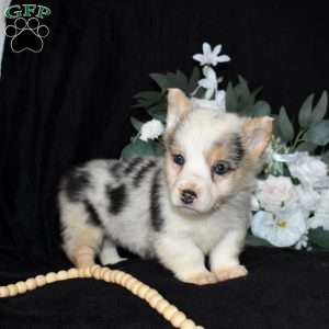 Sprinkles, Pembroke Welsh Corgi Puppy