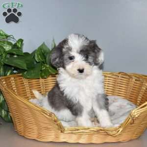Sprinkles, Mini Bernedoodle Puppy