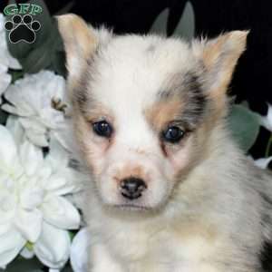 Sprinkles, Pembroke Welsh Corgi Puppy