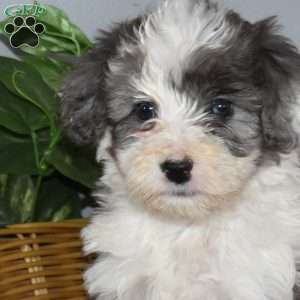 Sprinkles, Mini Bernedoodle Puppy