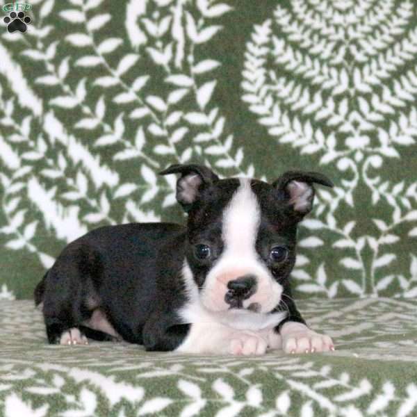 Sprout, Boston Terrier Puppy