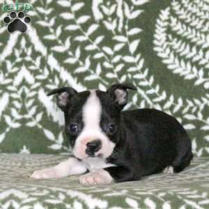 Sprout, Boston Terrier Puppy
