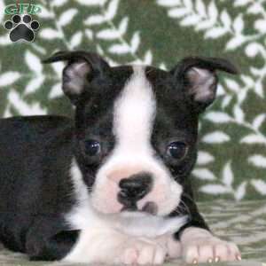 Sprout, Boston Terrier Puppy