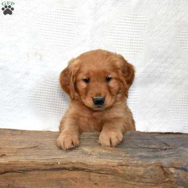 Sprout, Golden Retriever Puppy
