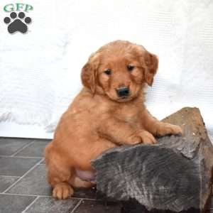 Sprout, Golden Retriever Puppy