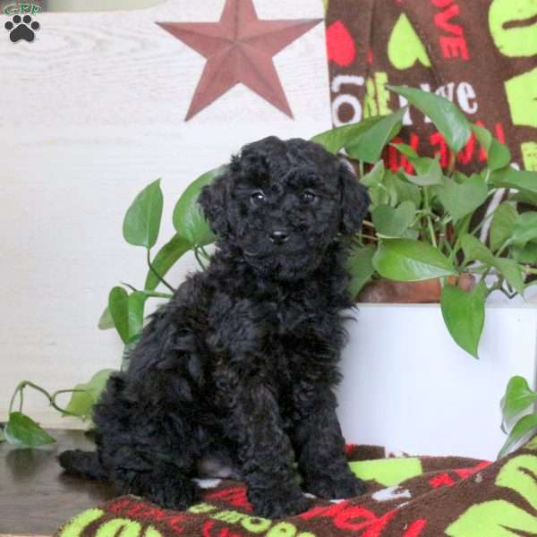 Starburst, Miniature Poodle Puppy