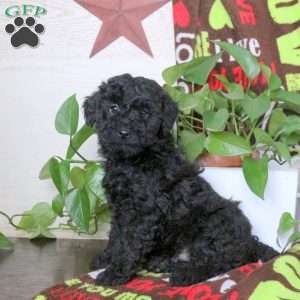Starburst, Miniature Poodle Puppy