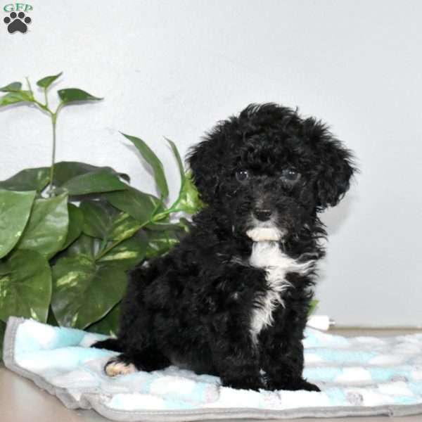 Starla, Mini Bernedoodle Puppy