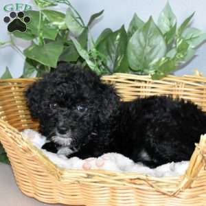 Starla, Mini Bernedoodle Puppy