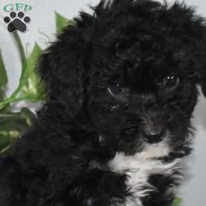 Starla, Mini Bernedoodle Puppy