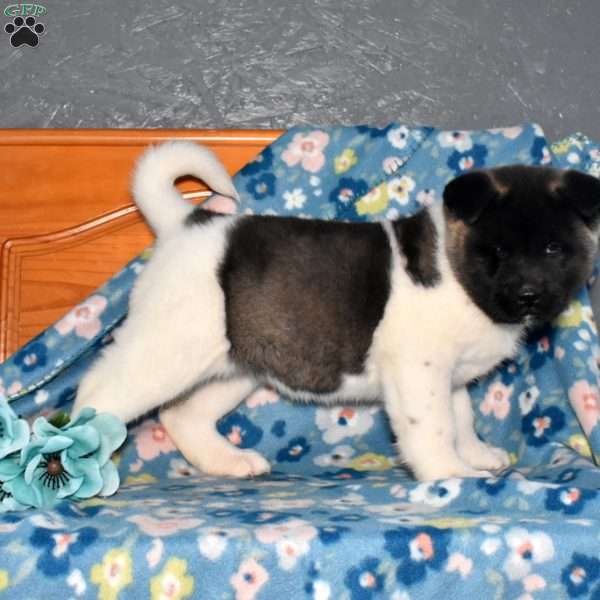 Stella, Akita Puppy