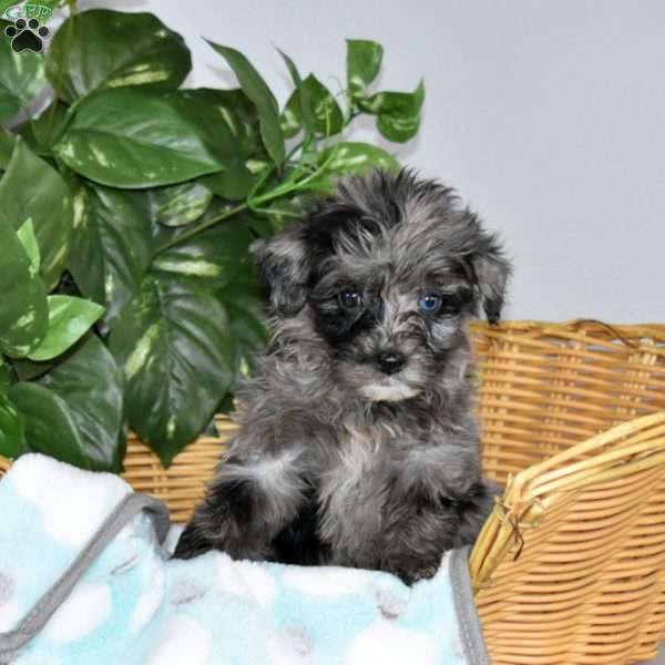 Stella, Mini Bernedoodle Puppy