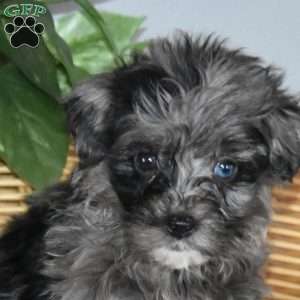 Stella, Mini Bernedoodle Puppy