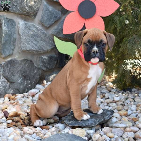 Stormy, Boxer Puppy