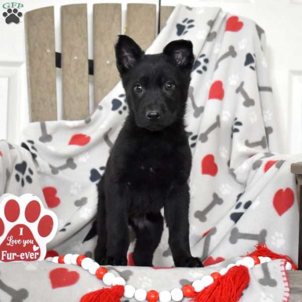 Stormy, German Shepherd Puppy