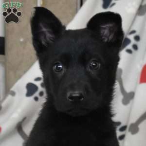 Stormy, German Shepherd Puppy