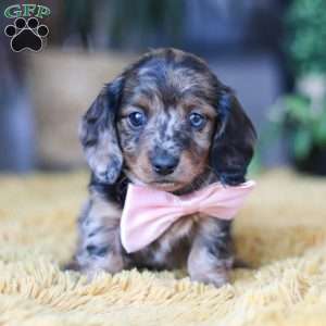 Strudel, Dachshund Puppy