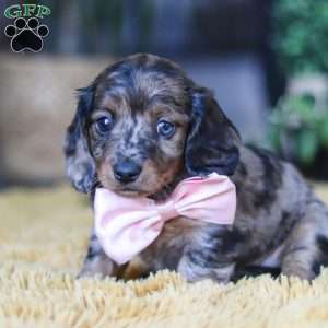 Strudel, Dachshund Puppy