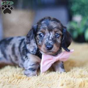 Strudel, Dachshund Puppy