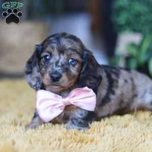 Strudel, Dachshund Puppy
