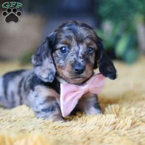 Strudel, Dachshund Puppy