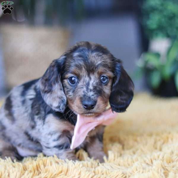 Strudel, Dachshund Puppy
