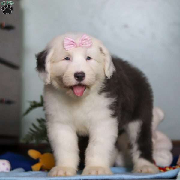 Sugar, Old English Sheepdog Puppy