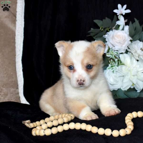 Sugar, Pembroke Welsh Corgi Puppy