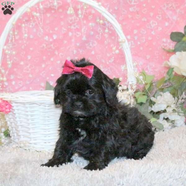 Sugar, Shih-Poo Puppy